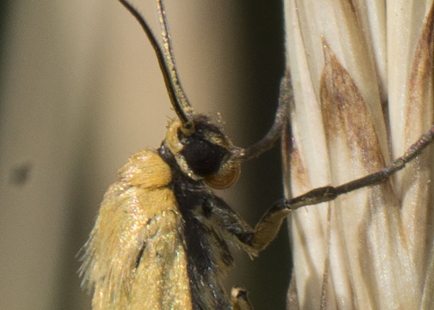 Erebidae Arctiinae - Eilema lutarella